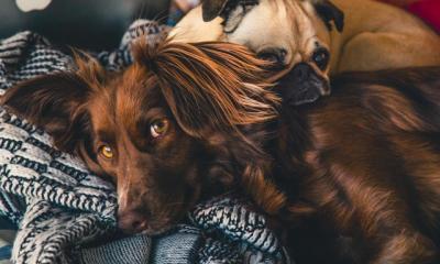 Koliko je star vaš pes?